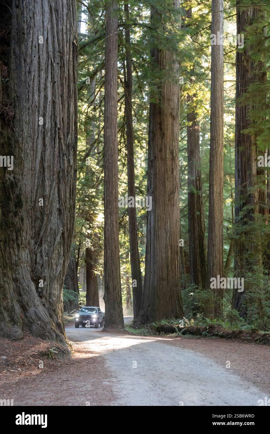 Crescent City, California - alberi di sequoia (Sequoia sempervirens), gli alberi più alti del mondo, lungo Howland Hill Road a Jedediah Smith Redwoods S. Foto Stock