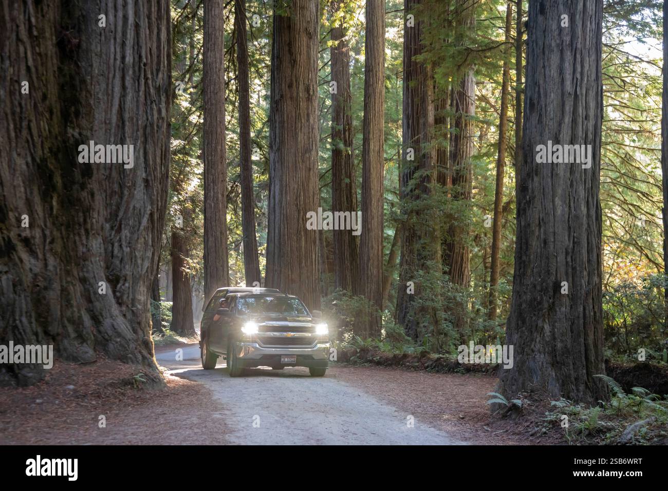 Crescent City, California - alberi di sequoia (Sequoia sempervirens), gli alberi più alti del mondo, lungo Howland Hill Road a Jedediah Smith Redwoods S. Foto Stock