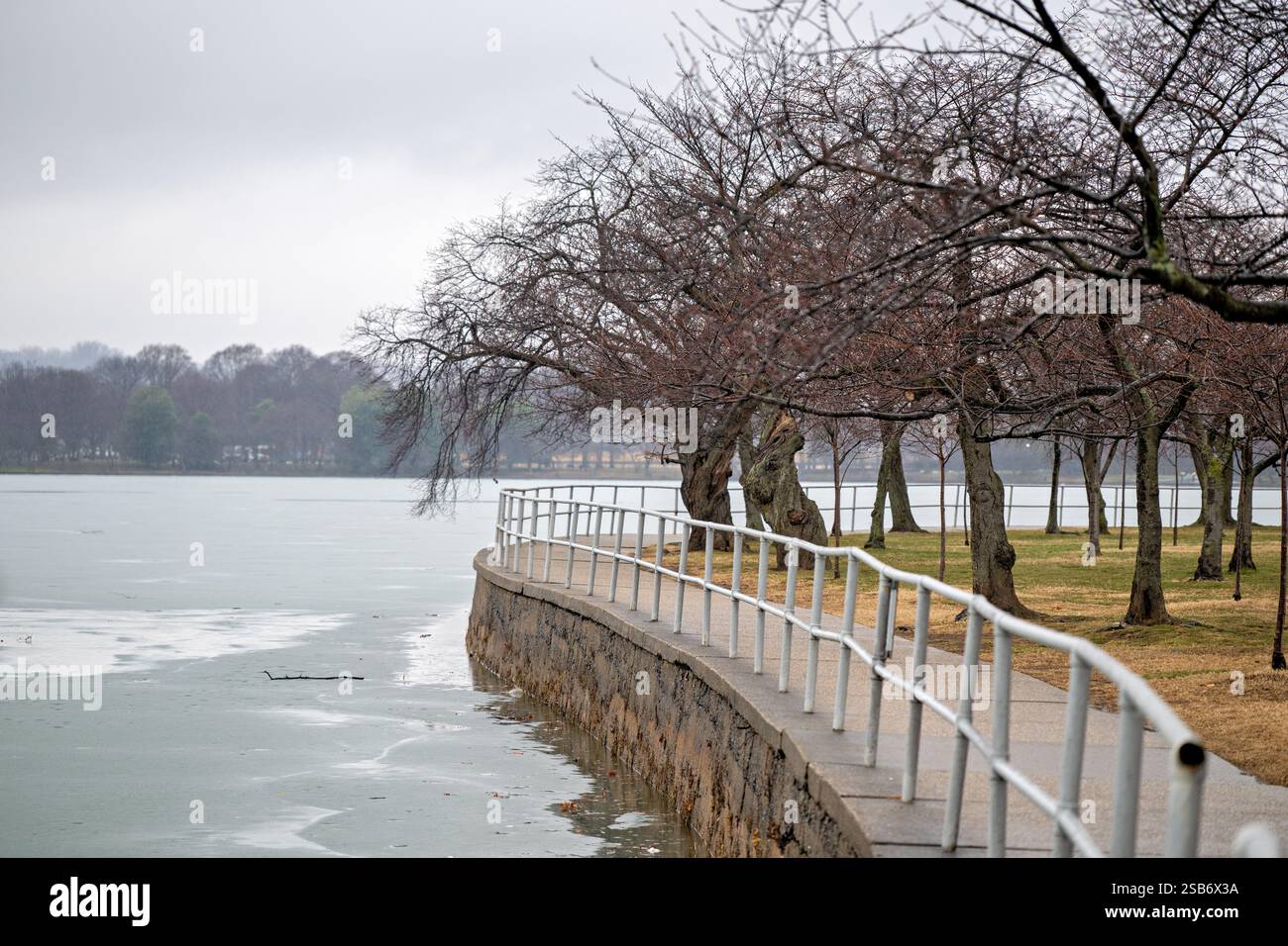 WASHINGTON DC - i ciliegi Yoshino dormienti fiancheggiano una passerella lungo il bacino delle maree parzialmente congelato durante l'inverno. Questi alberi, originariamente un regalo dal Giappone nel 1912, sono l'attrazione principale dell'annuale National Cherry Blossom Festival ogni primavera. Foto Stock