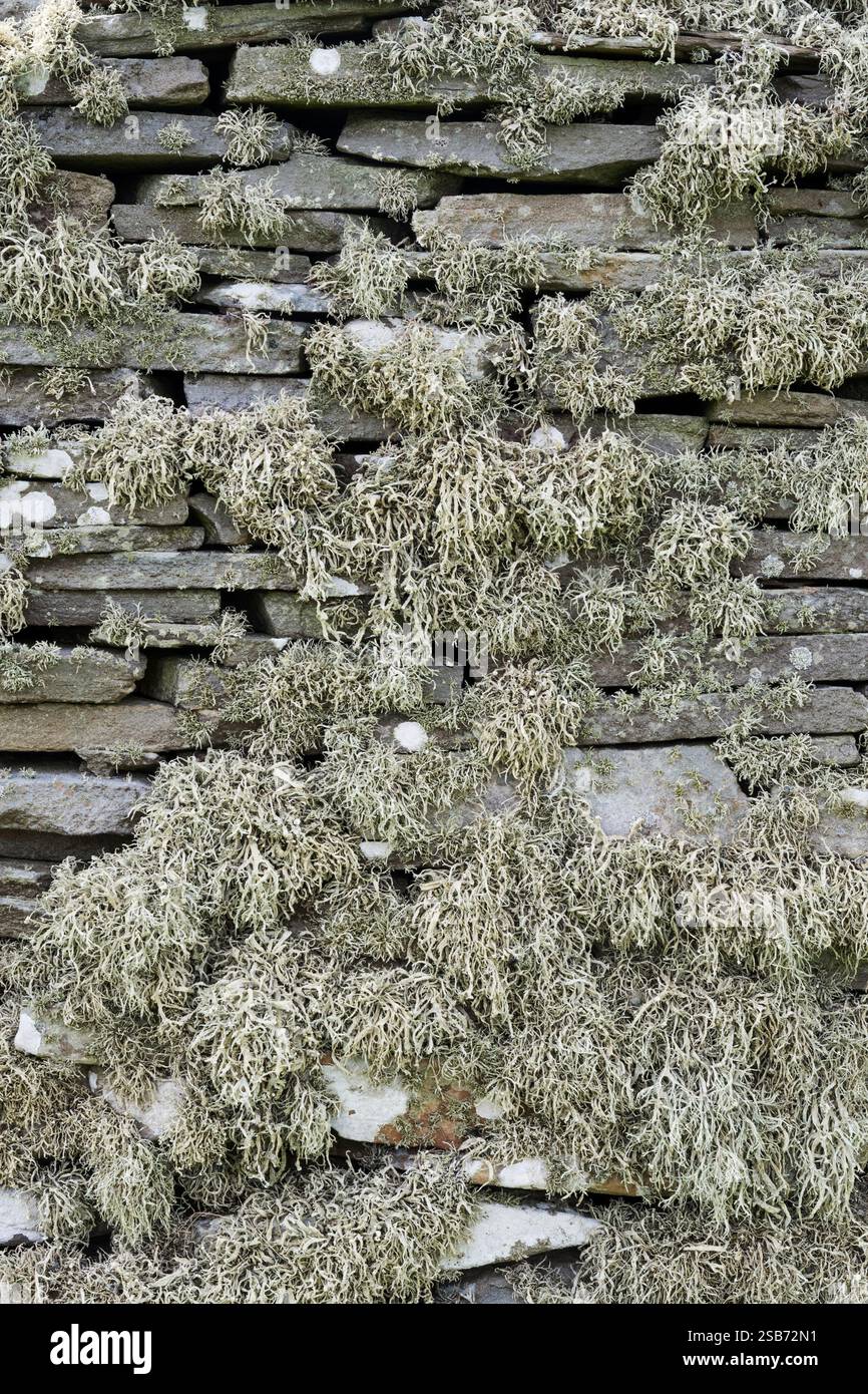 Licheni che crescono su un muro di drystone a Bressay, Shetland. Foto Stock