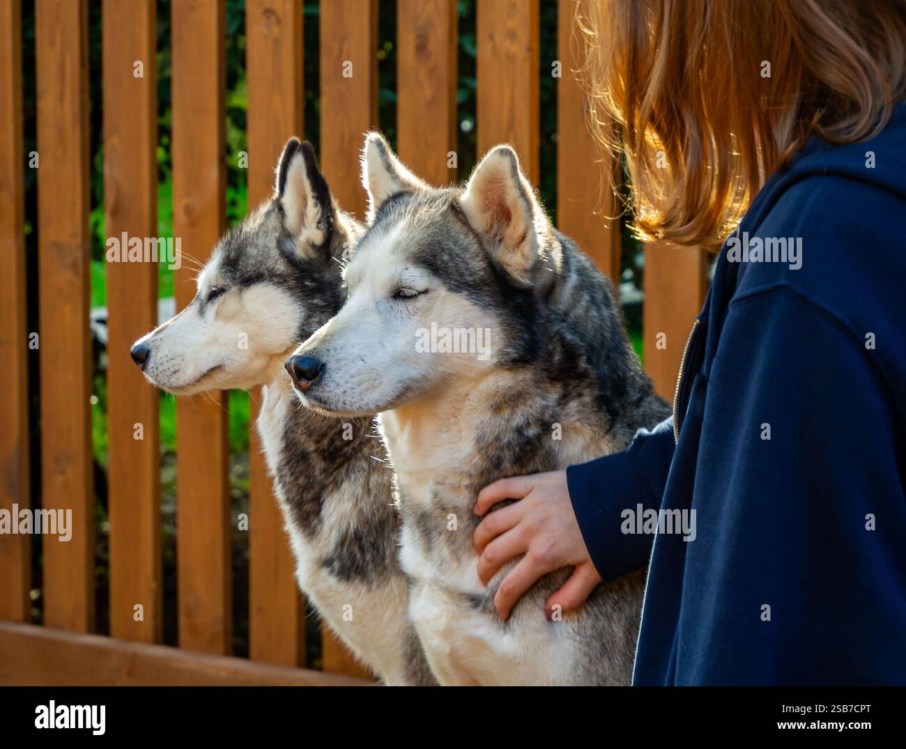 Una ragazza accarezza uno dei due cani husky Foto Stock