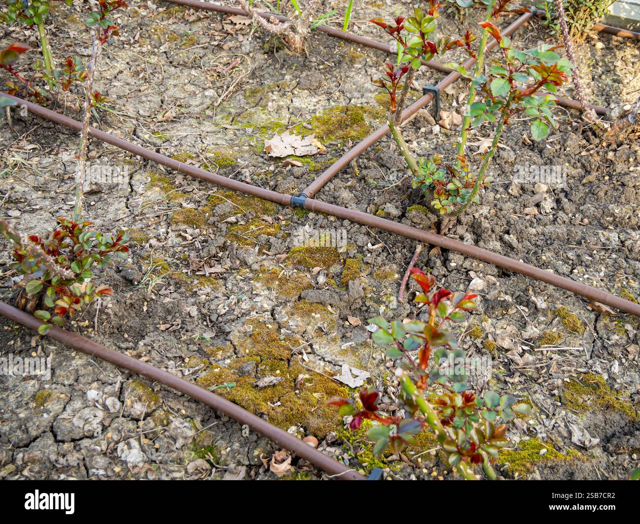 Coltivare rose in terra aperta utilizzando l'irrigazione a goccia Foto Stock