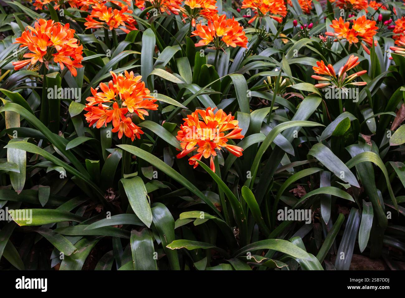 Letto di fiori con clivia in fiore. Mazzi di fiori di colore arancione brillante. Giardino botanico tropicale Monte, Funchal, Madeira, Portogallo. Foto Stock