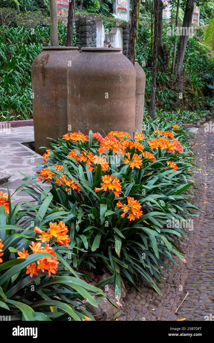 Clivia in fiore in un letto di fiori. Mazzi di fiori di colore arancione brillante. Grandi vasi decorativi sullo sfondo. Giardino botanico tropicale Monte, Funchal, M Foto Stock