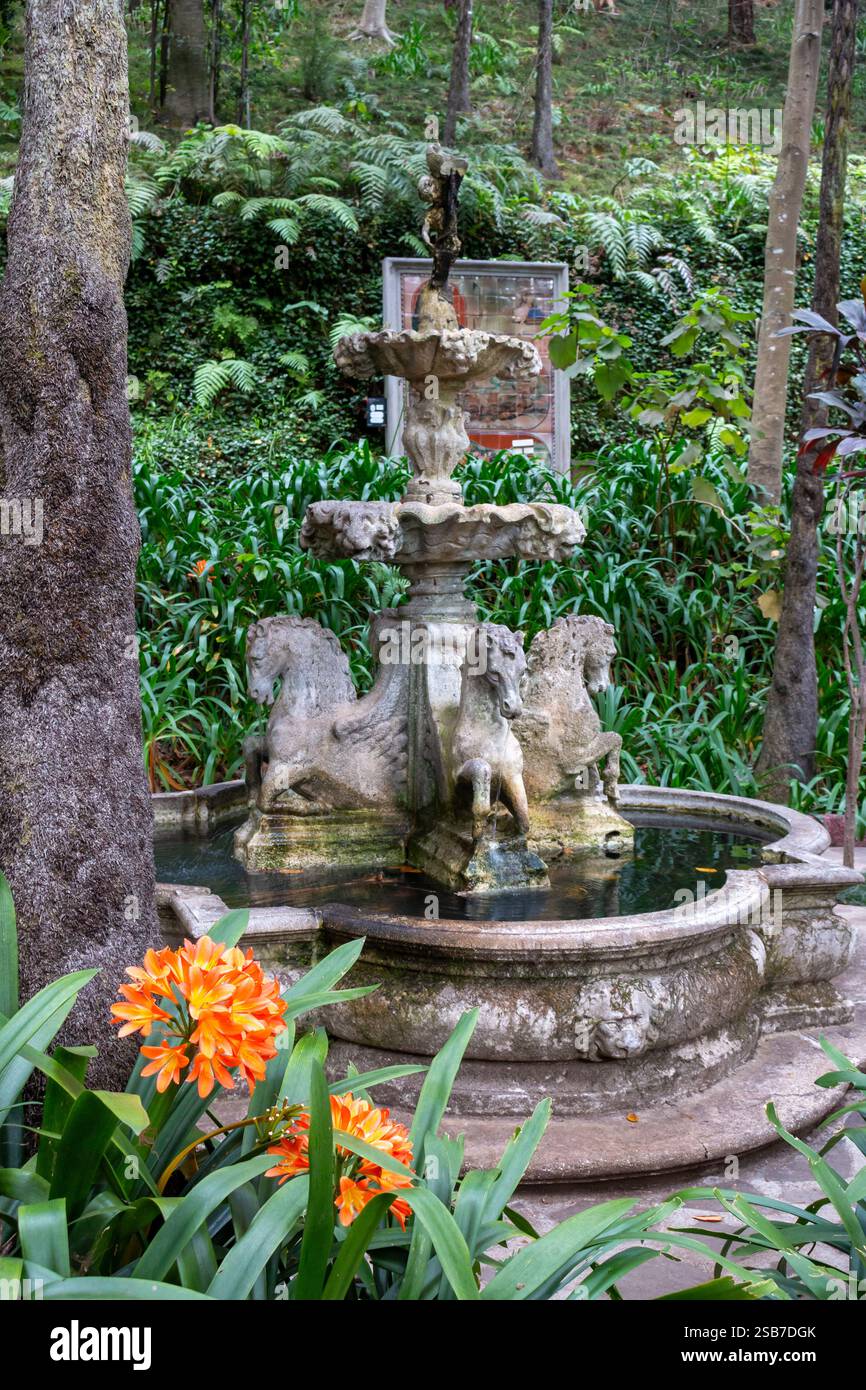 Clivia in fiore accanto a un albero. Mazzi di fiori di colore arancione brillante. Fontana storica sullo sfondo. Giardino botanico tropicale Monte, Funchal, realizzato Foto Stock