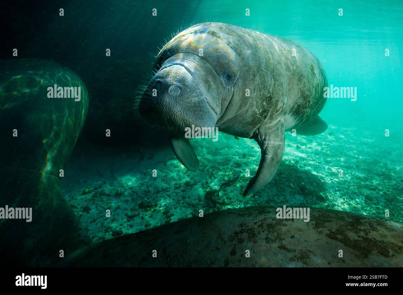 Il lamantino delle Indie occidentali è un grande e lento mammifero marino Foto Stock