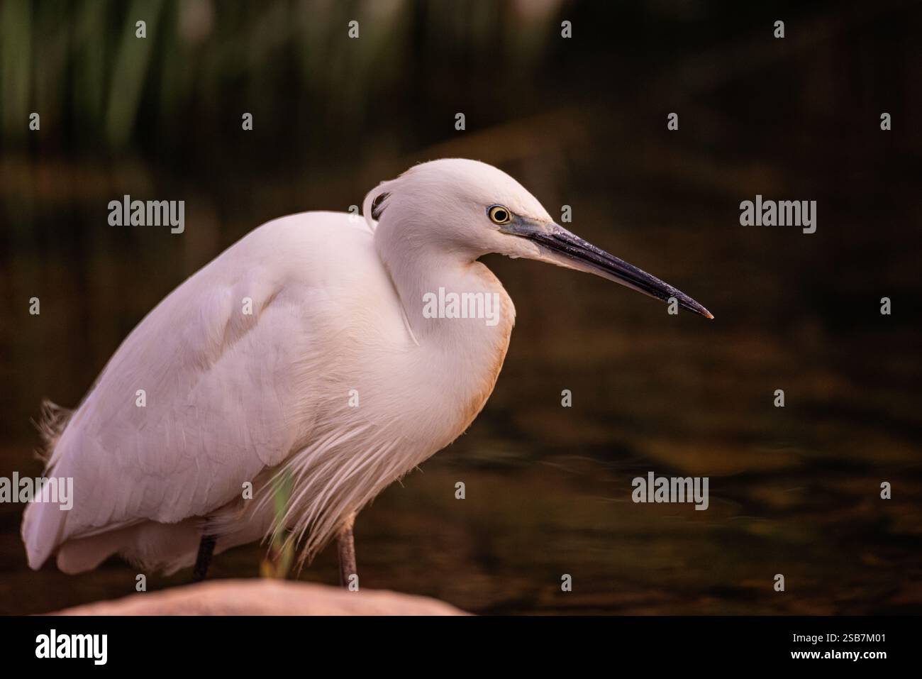 Un elegante airone bianco con un lungo e sottile becco si erge graziosamente sulla riva rocciosa di un fiume tranquillo. La vegetazione lussureggiante e le acque tranquille creano Foto Stock