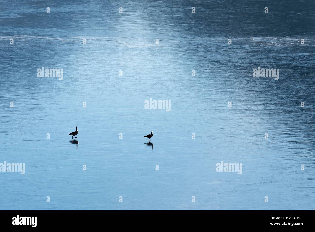 Oche sul ghiaccio, lago Wallowa, Oregon. Foto Stock