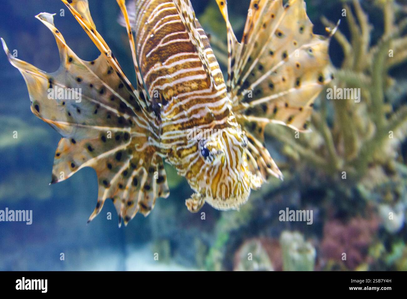 Un pesce con una coda lunga e una pinna lunga sta nuotando in una vasca. Il pesce è marrone e bianco con macchie nere Foto Stock