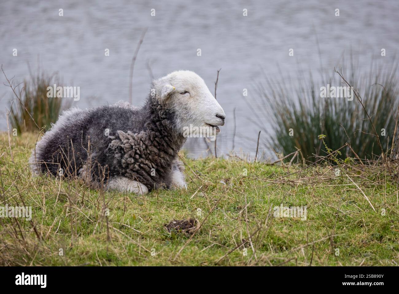 Primo piano di un agnello di Herdwick seduto sull'erba ai margini del fiume Wylye nel Wiltshire, Regno Unito, Foto Stock