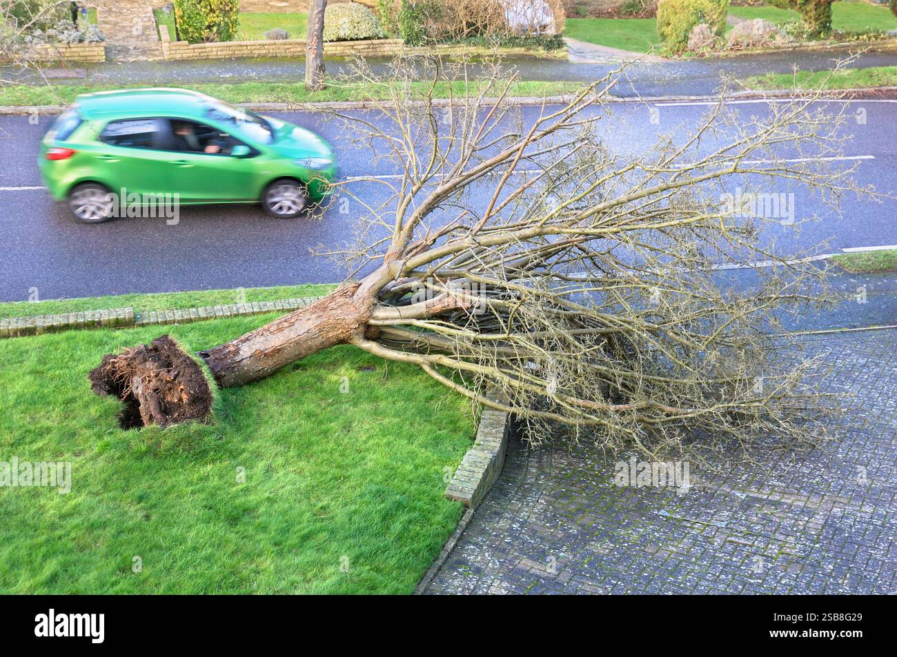 Un'auto che passa davanti a un giardino/cortile di periferia con un albero caduto sradicato dai forti venti di una tempesta notturna. Inghilterra, Regno Unito. Tempeste Foto Stock