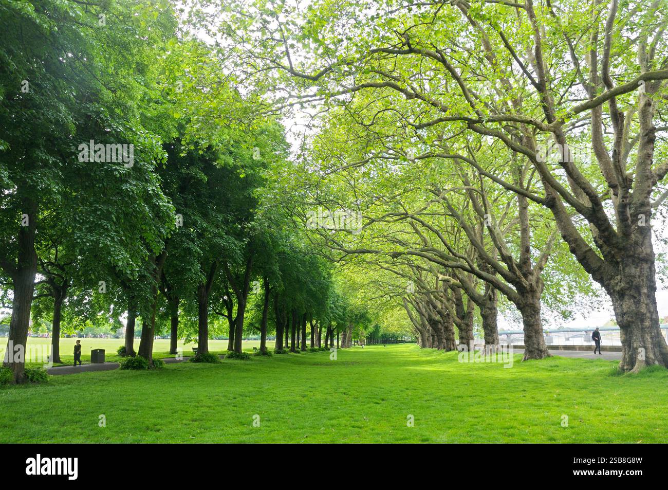 Un viale di tiglio e platani londinesi a Wandsworth Park, un parco urbano pubblico edoardiano classificato Grade II sulle rive del Tamigi Inghilterra Regno Unito Foto Stock
