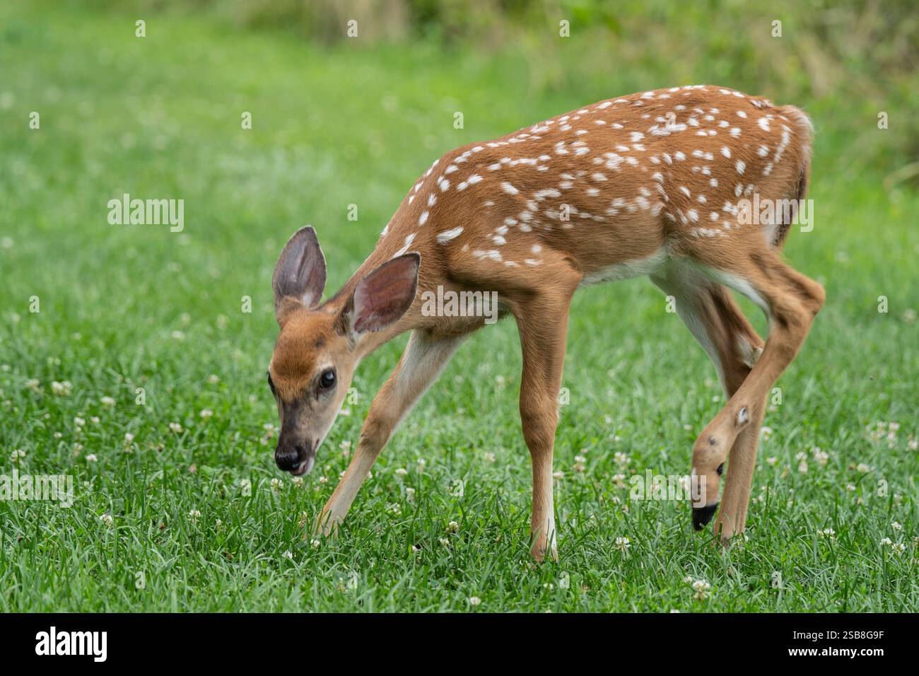 Ritratto ravvicinato di cervi dalla coda bianca che si avvistano nel prato estivo Foto Stock