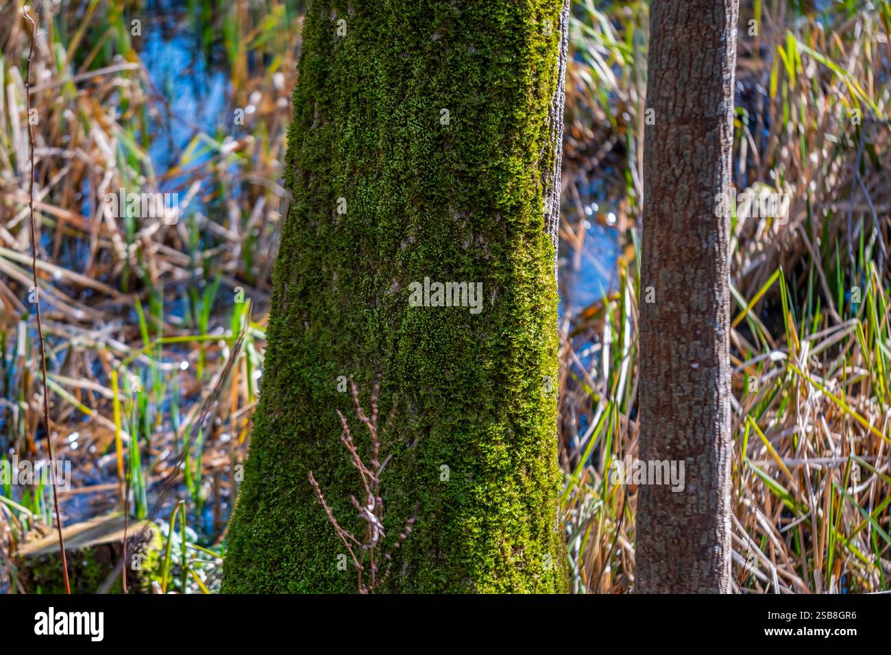 Un albero coperto di muschio è circondato da erba alta. Il muschio è verde e l'erba è marrone Foto Stock