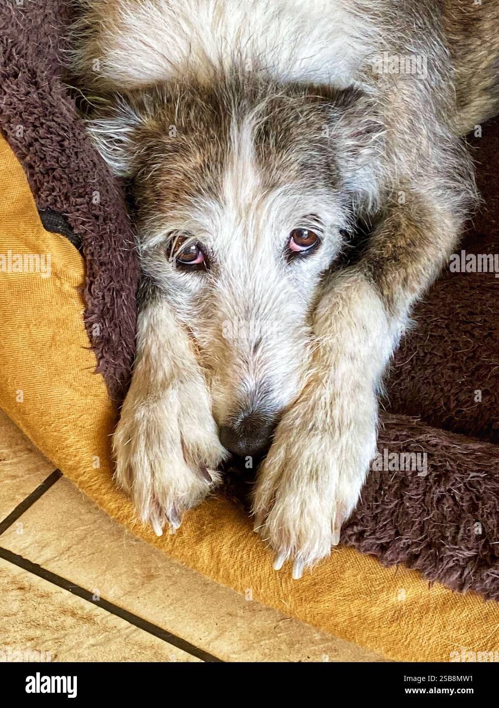 Cane bracco - Immagine stock catturata con smartphone