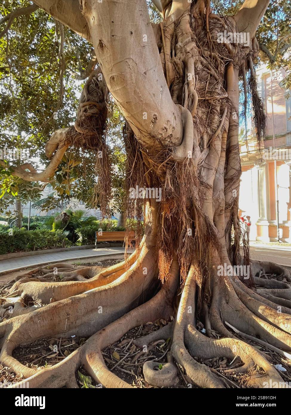 Nardò, Italia. Gli alberi magnolioidi ficus di Piazza Diaz. - Immagine stock catturata con smartphone