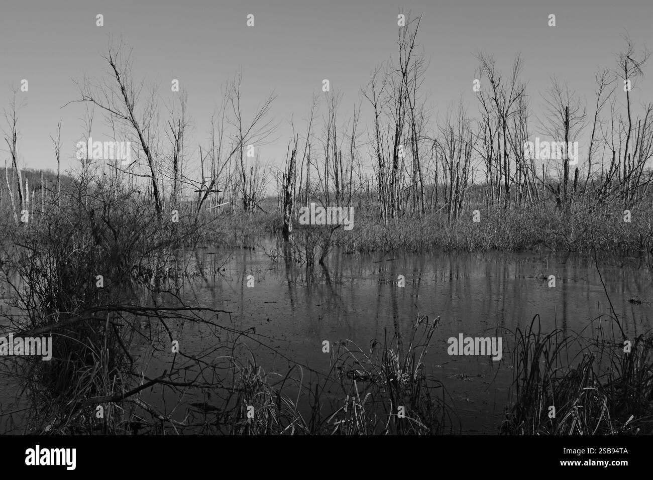 Palude nell'Indiana Dunes National Park Foto Stock