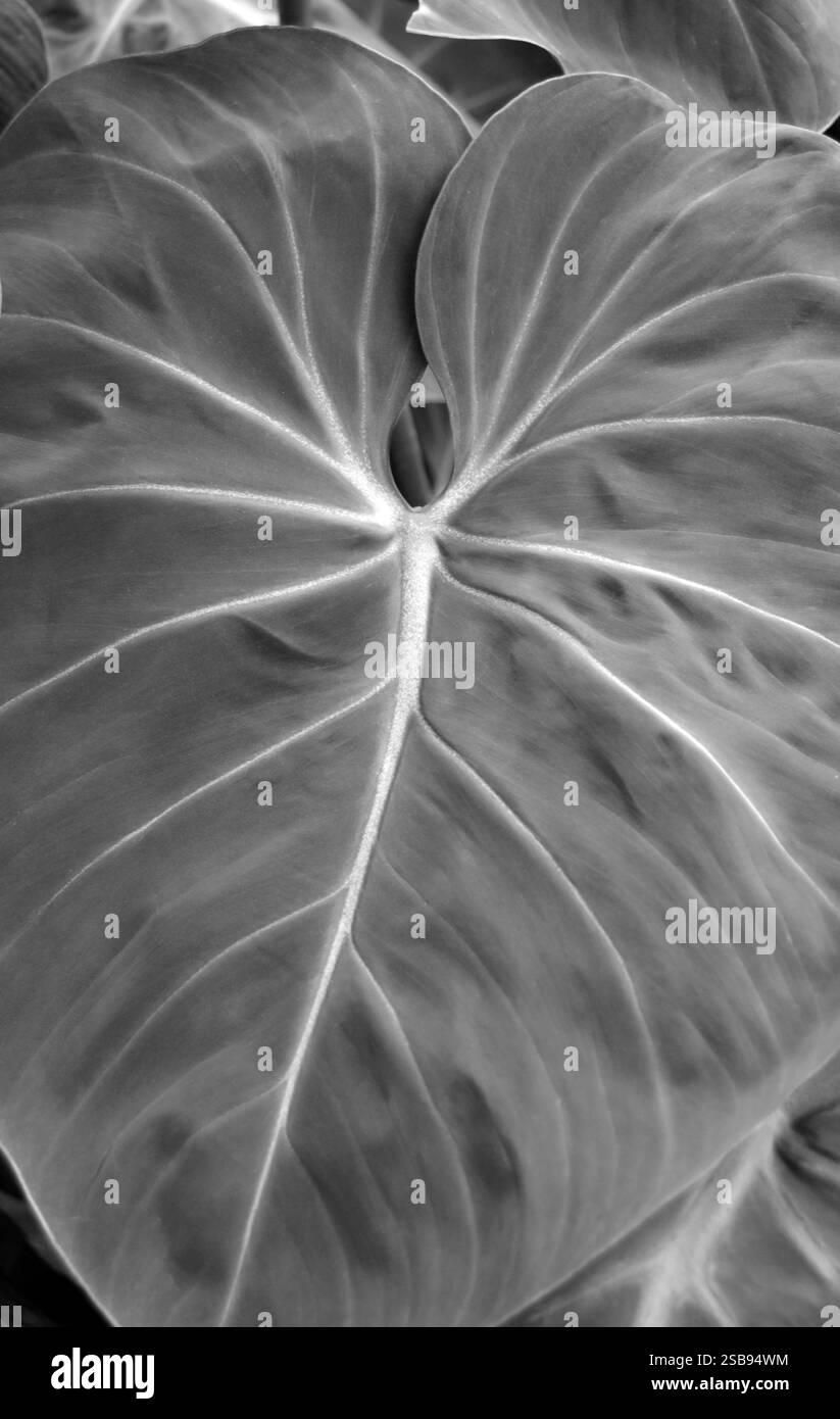 Filodendron a forma di cuore bianco e nero Foto Stock