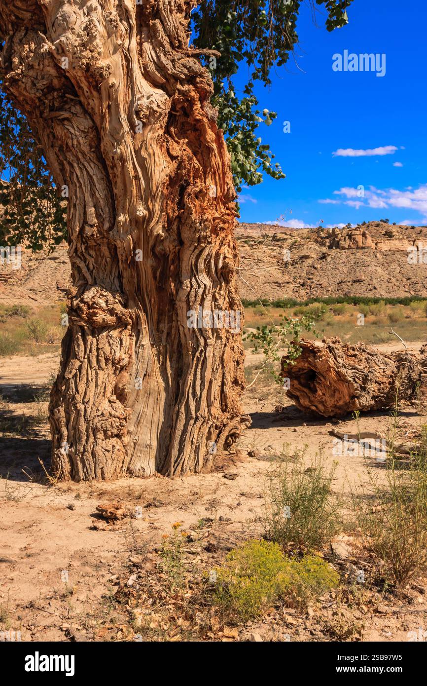 Un albero con un grande tronco e un grande ramo è caduto. L'albero è circondato da un paesaggio arido e arido Foto Stock