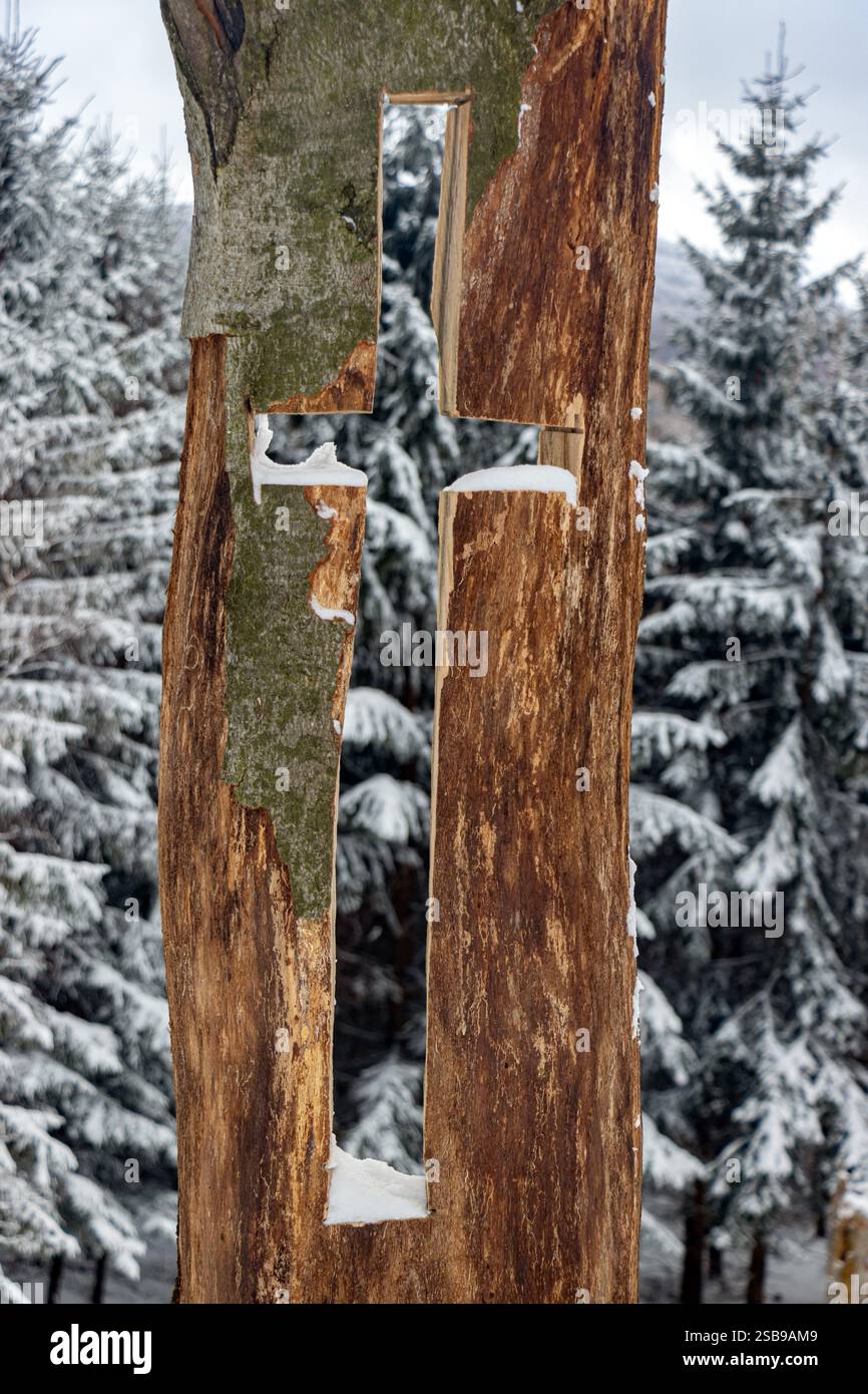 Una croce scolpita nel tronco di un albero cavo in una foresta invernale Foto Stock