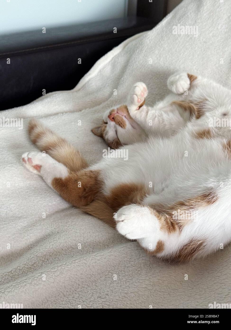Il gatto dello zenzero dorme sulla schiena con le zampe sparse. Primo piano. Foto Stock