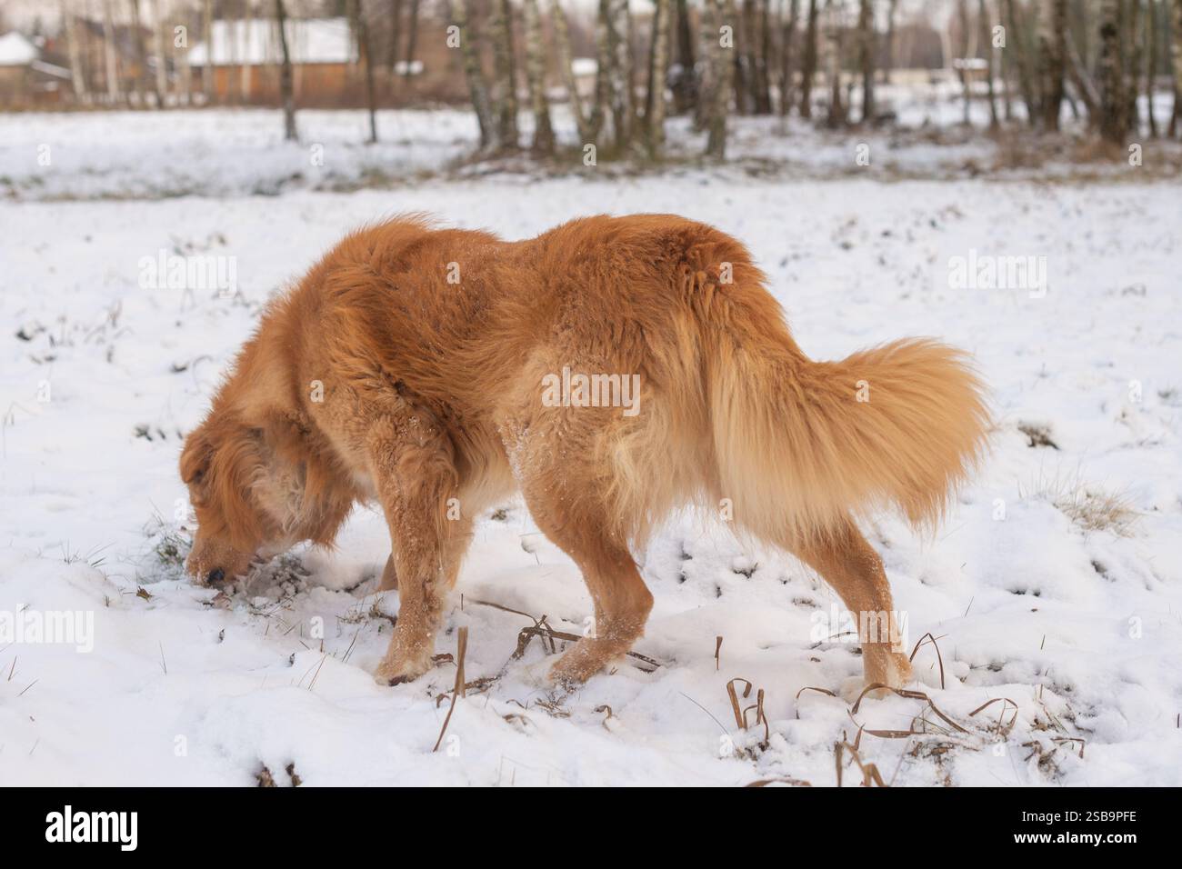 Cane Golden retriever che sniffa nella neve Foto Stock