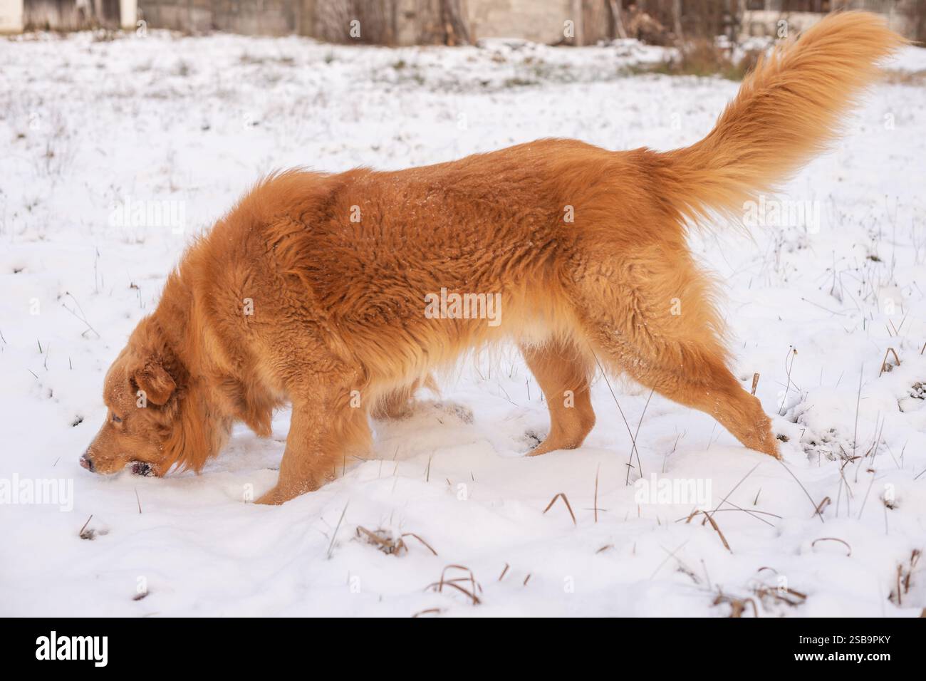 Cane color oro che gioca su una neve Foto Stock