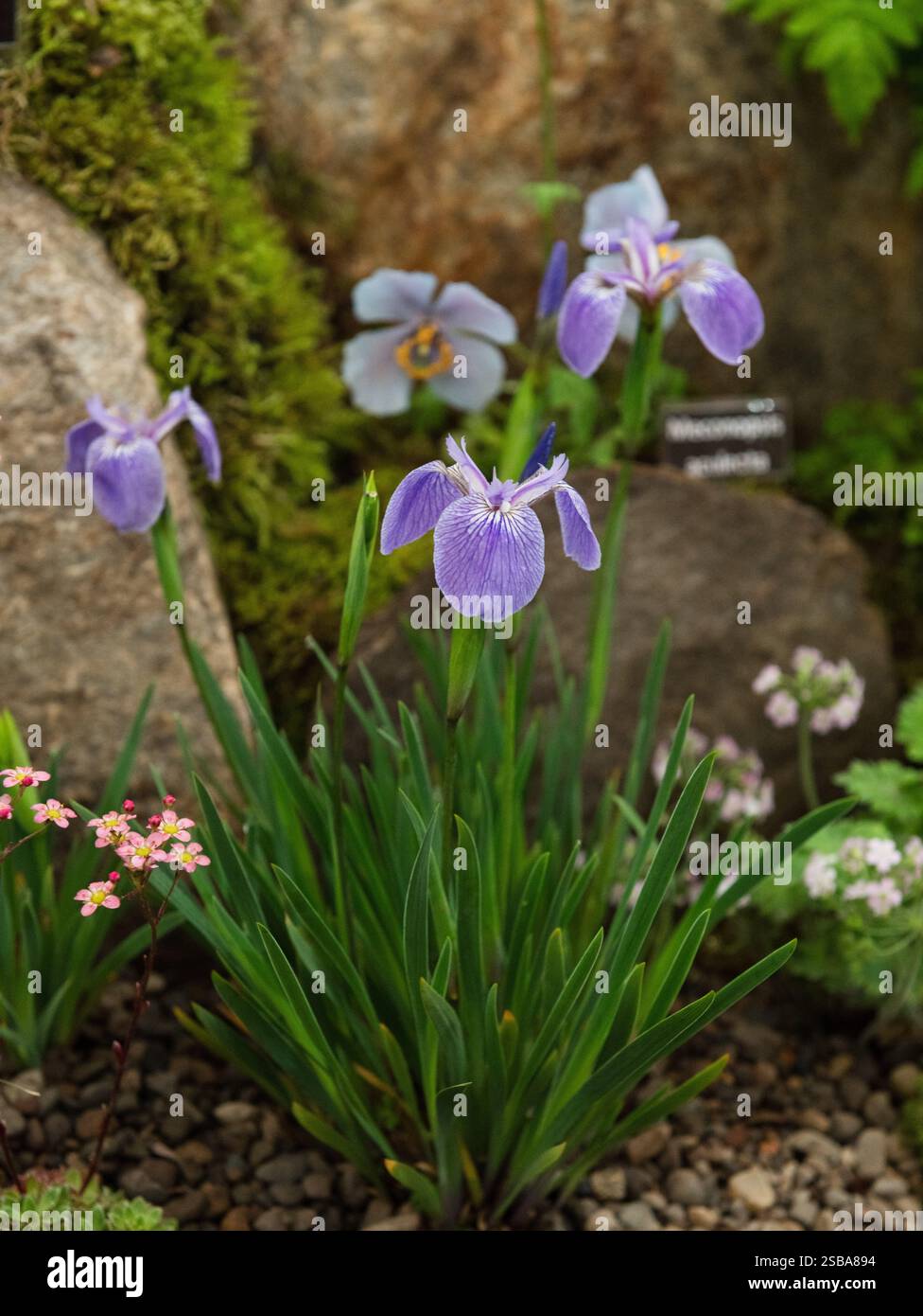 RHS Chelsea Flower Show 2024 Foto Stock