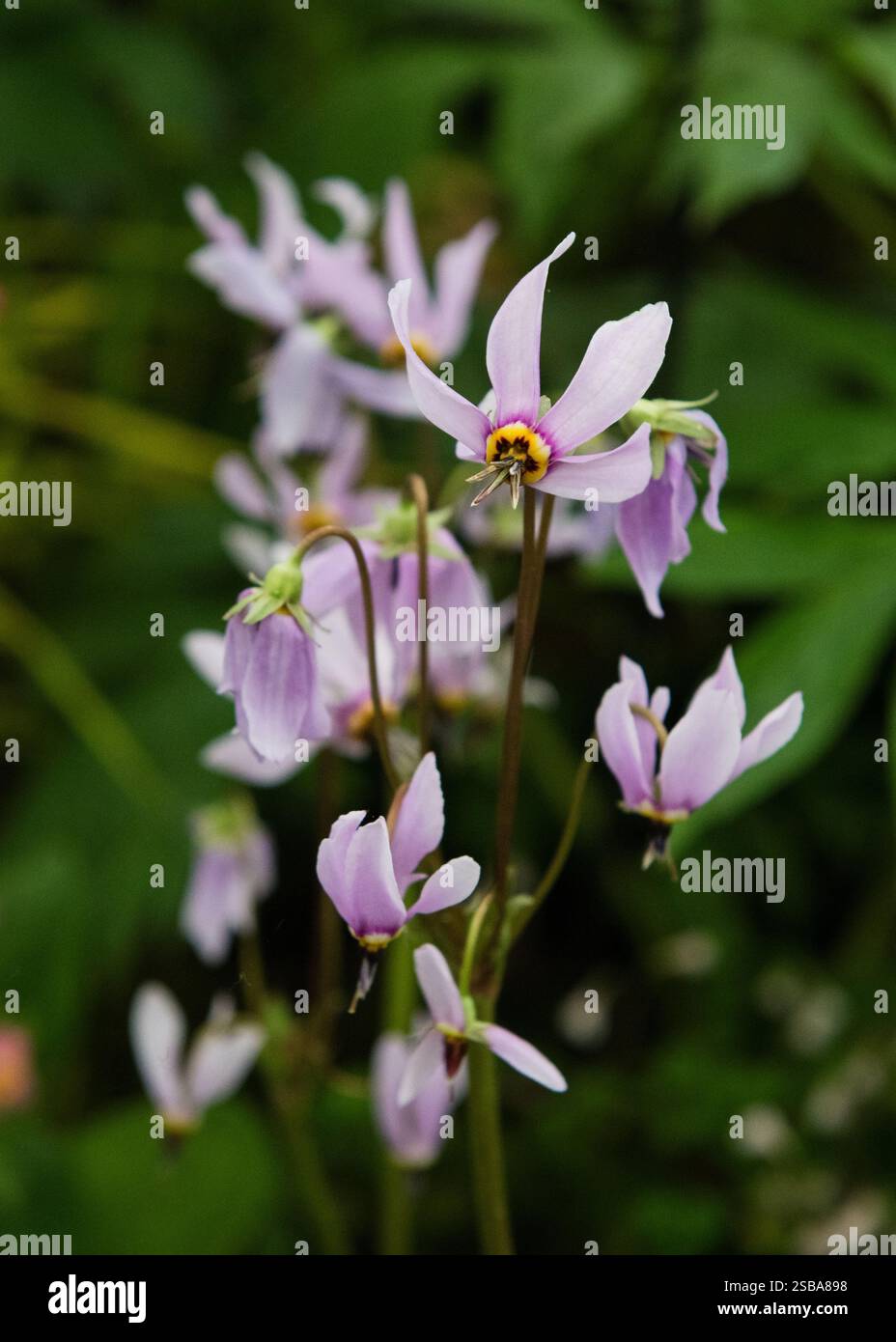 RHS Chelsea Flower Show 2024 Foto Stock
