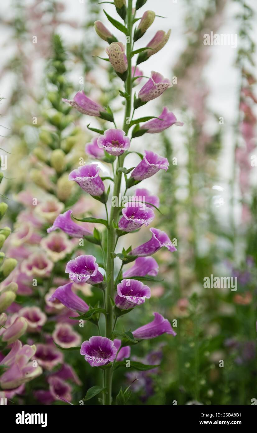 Digitalis purpurea Excelsior Group RHS Chelsea Flower Show 2024 Foto Stock
