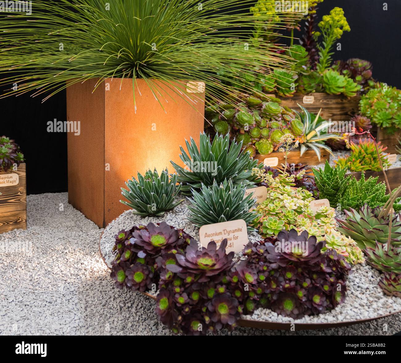Aeonium e Dasylirion RHS Chelsea Flower Show 2024 Foto Stock
