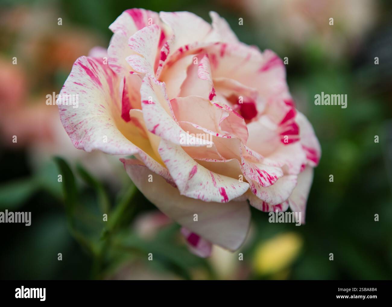 Camille Pissarro Floribunda 1996 RHS Chelsea Flower Show 2024 Foto Stock