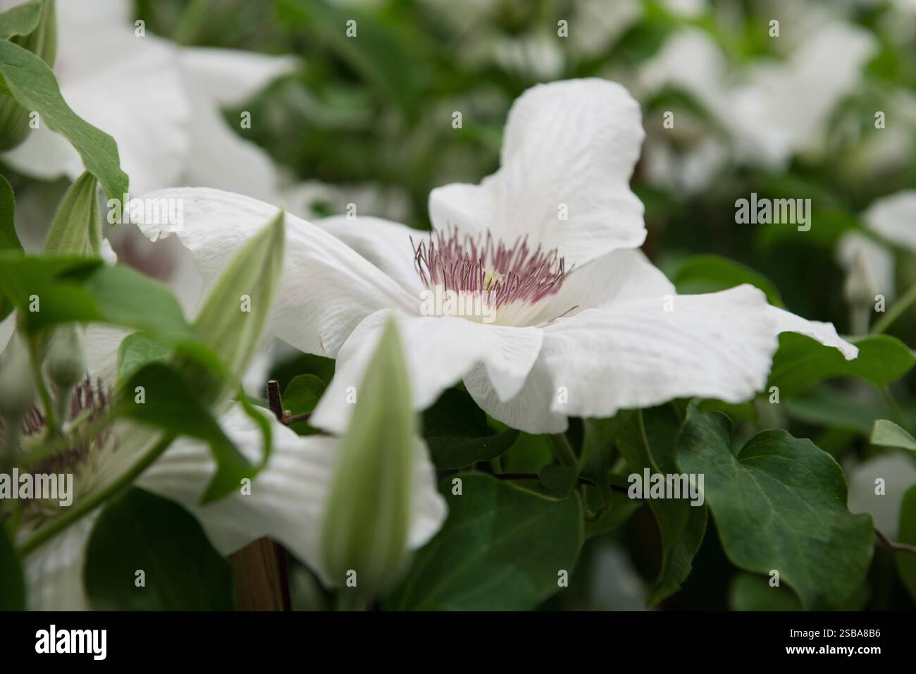Clematis Guernsey Flute RHS Chelsea Flower Show 2024 Foto Stock