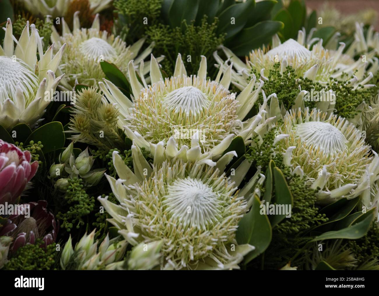 L'esposizione del Sudafrica 2024 Royal Horticultural Society RHS Chelsea Flower Show ha vinto la medaglia d'oro, la migliore mostra al Pavilion e il miglior nuovo design Foto Stock