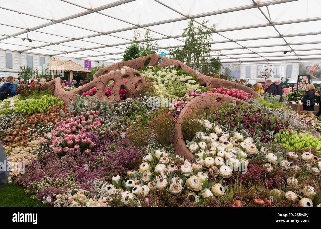 L'esposizione del Sudafrica 2024 Royal Horticultural Society RHS Chelsea Flower Show ha vinto la medaglia d'oro, la migliore mostra al Pavilion e il miglior nuovo design Foto Stock