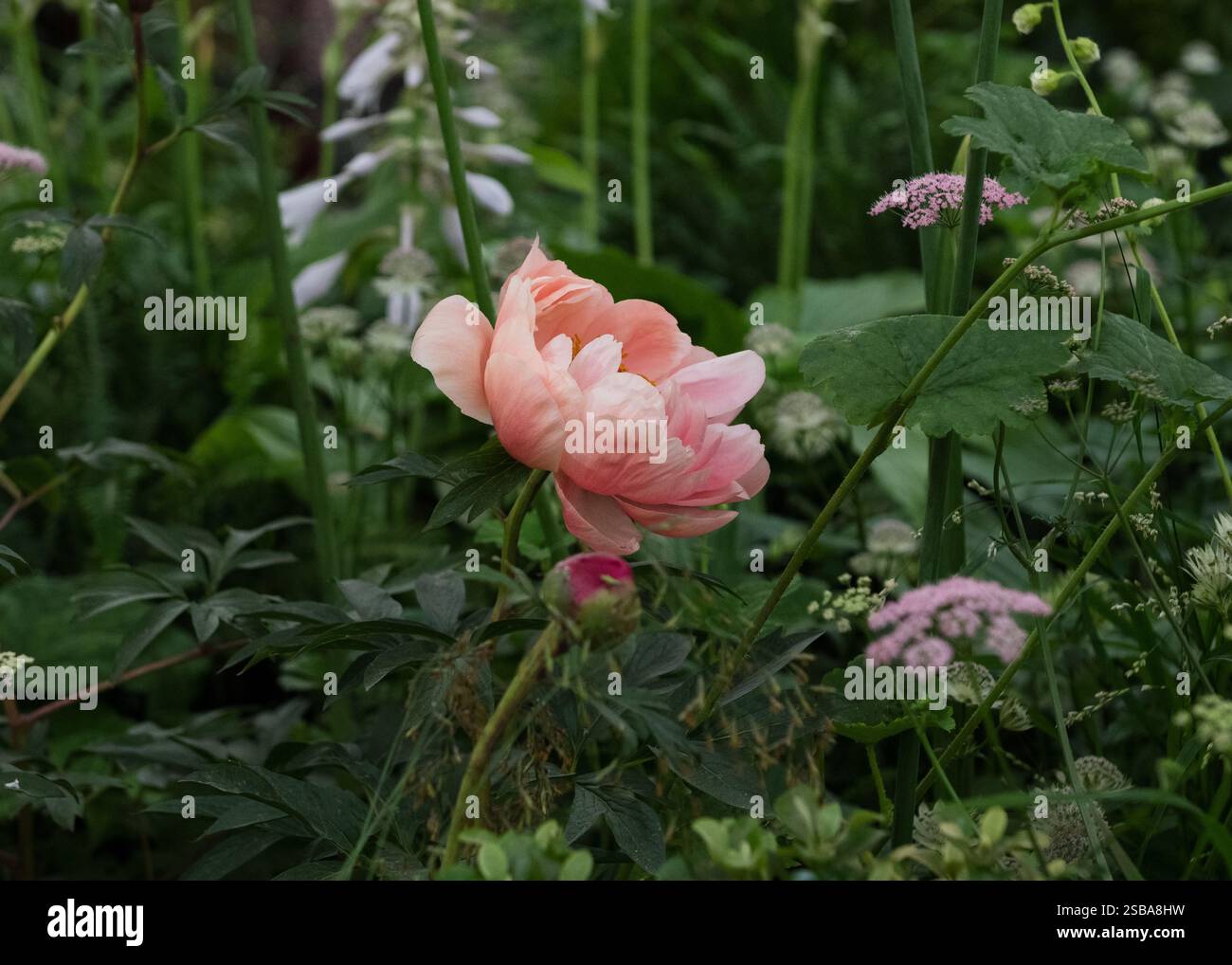 peony RHS Chelsea Flower Show 2024 Foto Stock