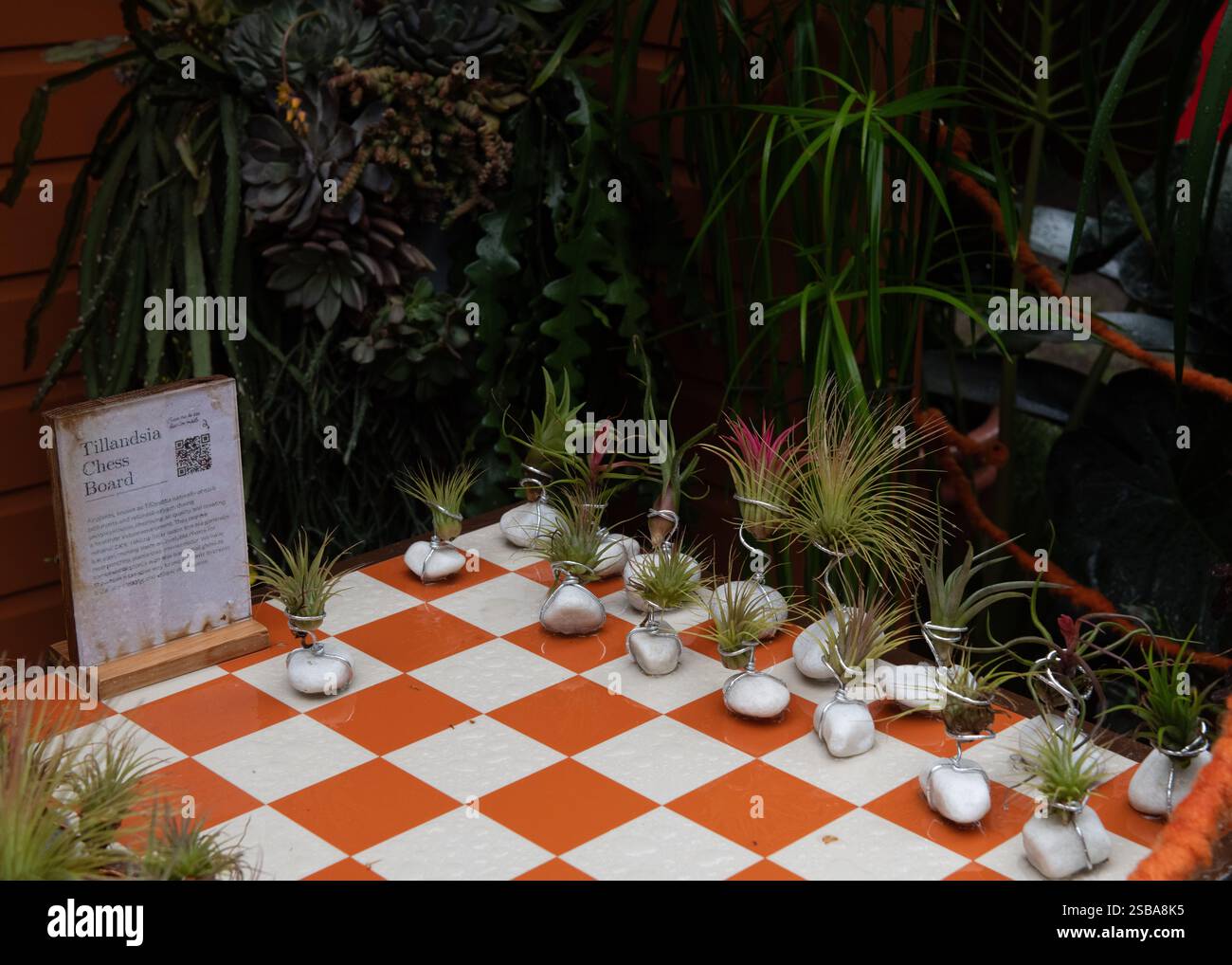 Tillandsia Chess Board RHS Chelsea Flower Show 2024 Foto Stock
