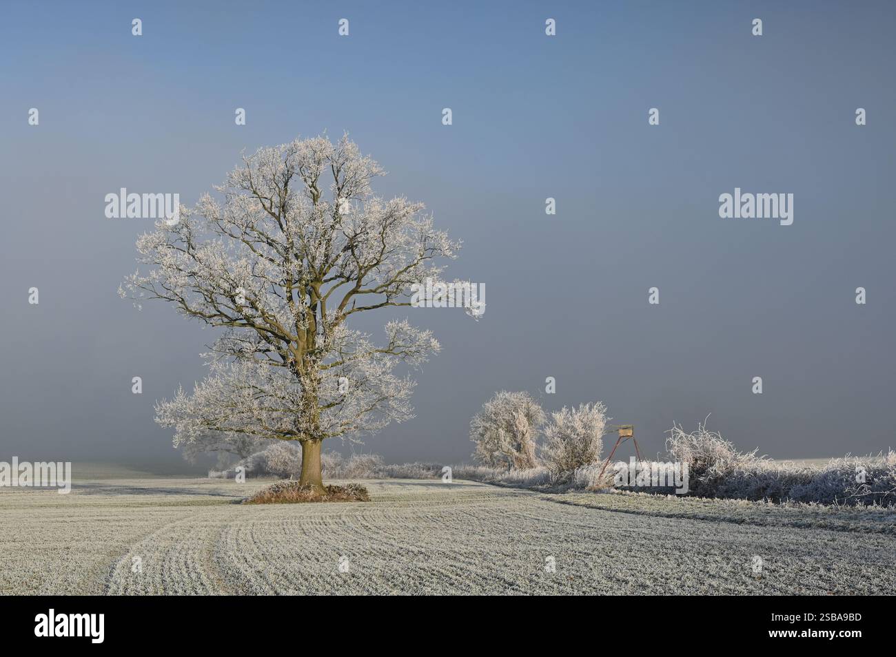 Suggestivo paesaggio invernale con antiche querce in hoarfrost Foto Stock