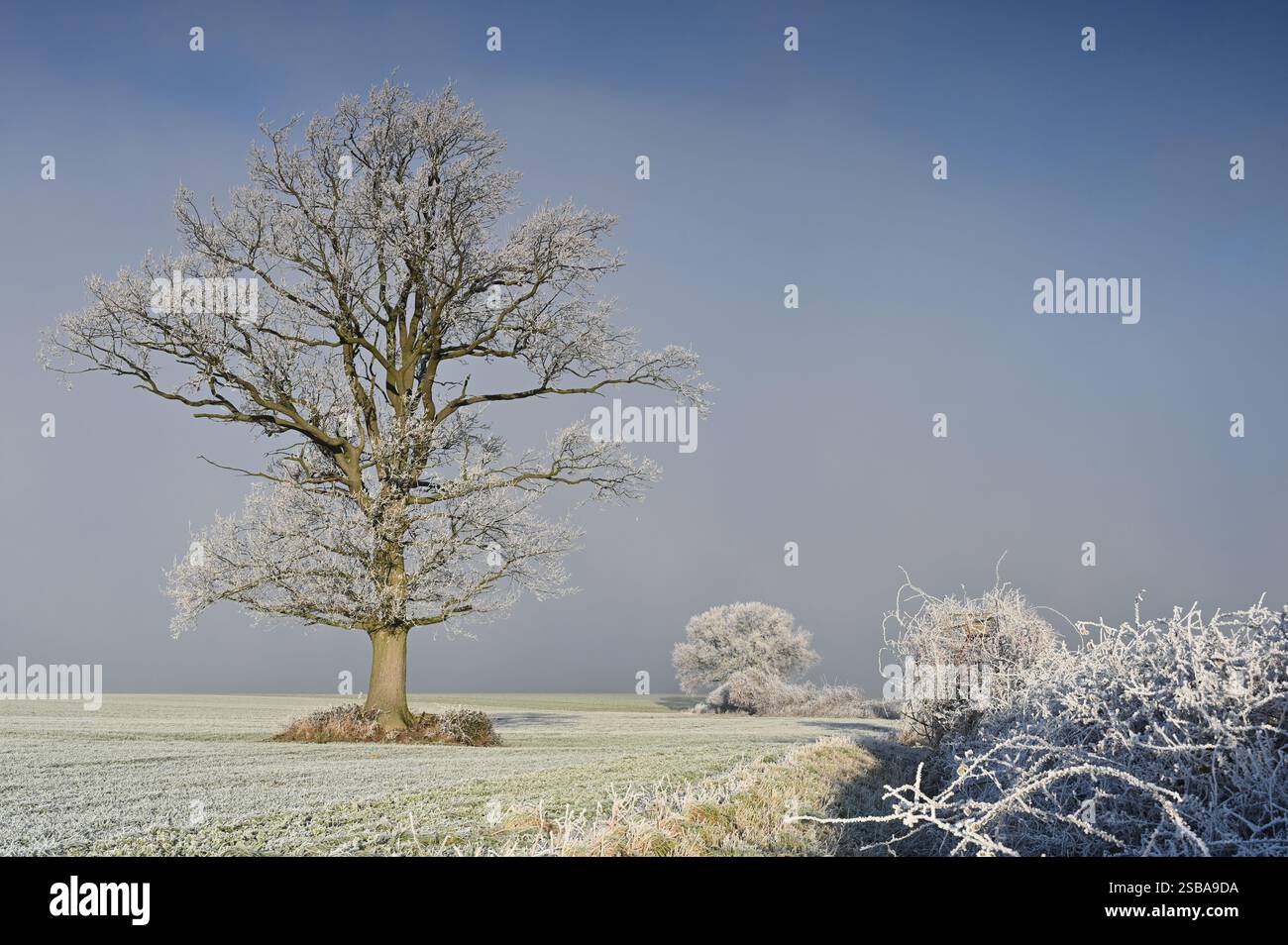 Suggestivo paesaggio invernale con antiche querce in hoarfrost Foto Stock