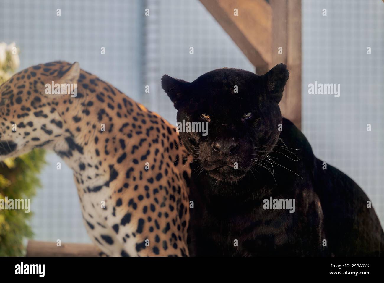 Ritratti di due giaguari, Panthera Onca, che suonano nello zoo di Nyíregyháza, Ungheria Foto Stock