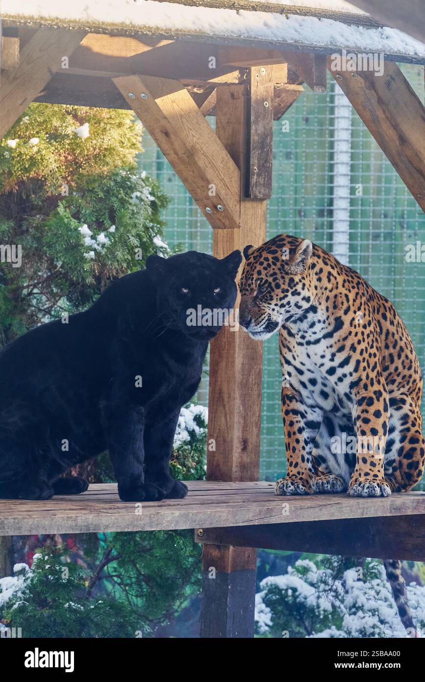 Ritratti di due giaguari, Panthera Onca, che suonano nello zoo di Nyíregyháza, Ungheria Foto Stock
