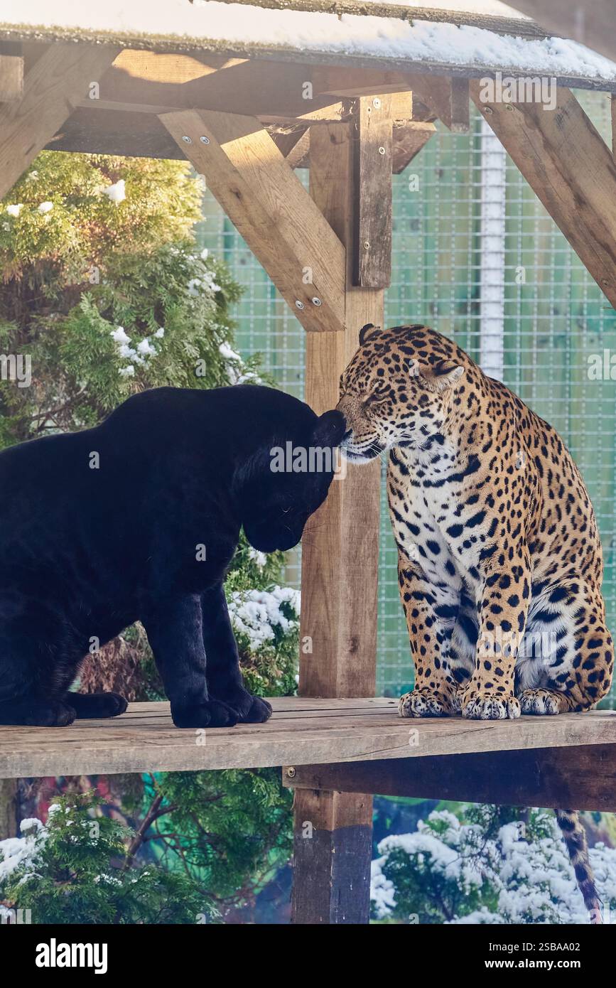 Ritratti di due giaguari, Panthera Onca, che suonano nello zoo di Nyíregyháza, Ungheria Foto Stock