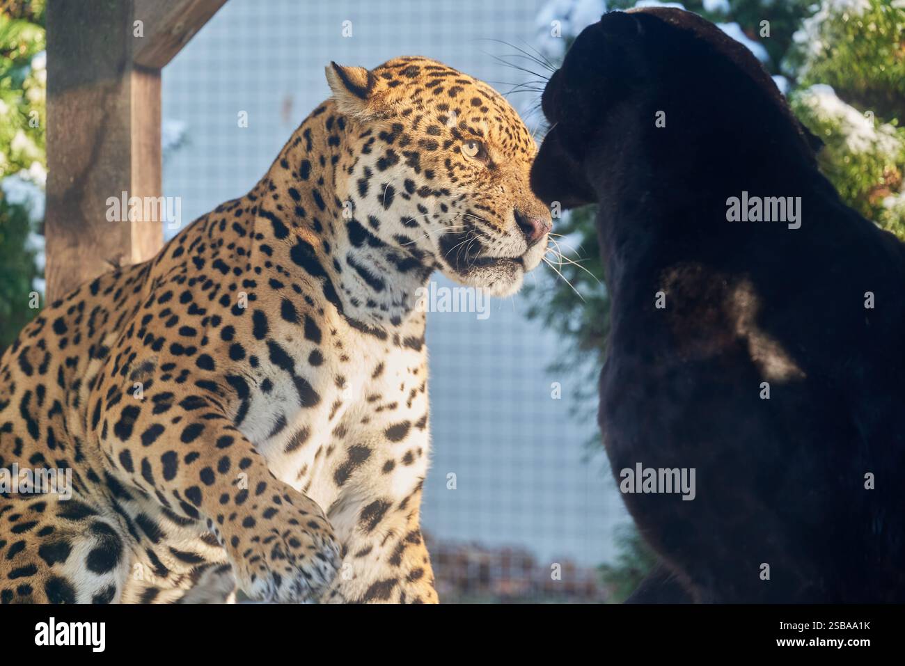 Ritratti di due giaguari, Panthera Onca, che suonano nello zoo di Nyíregyháza, Ungheria Foto Stock