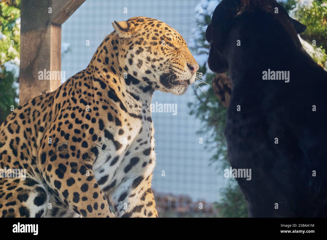 Ritratti di due giaguari, Panthera Onca, che suonano nello zoo di Nyíregyháza, Ungheria Foto Stock