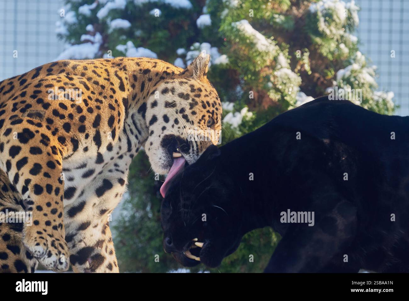 Ritratti di due giaguari, Panthera Onca, che suonano nello zoo di Nyíregyháza, Ungheria Foto Stock