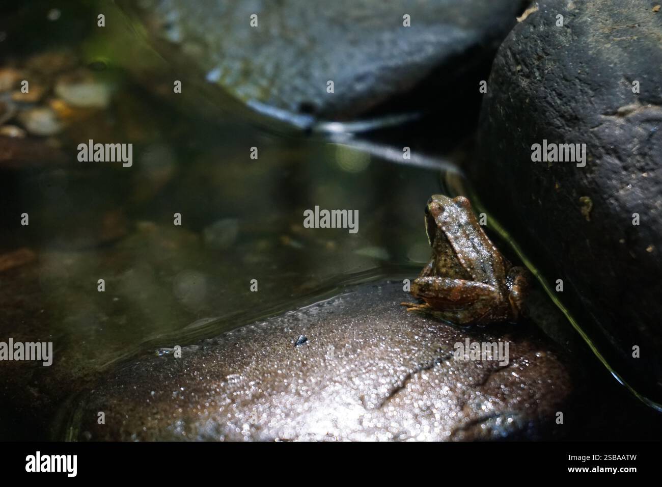 Rana arroccata su pietra davanti all'acqua Foto Stock
