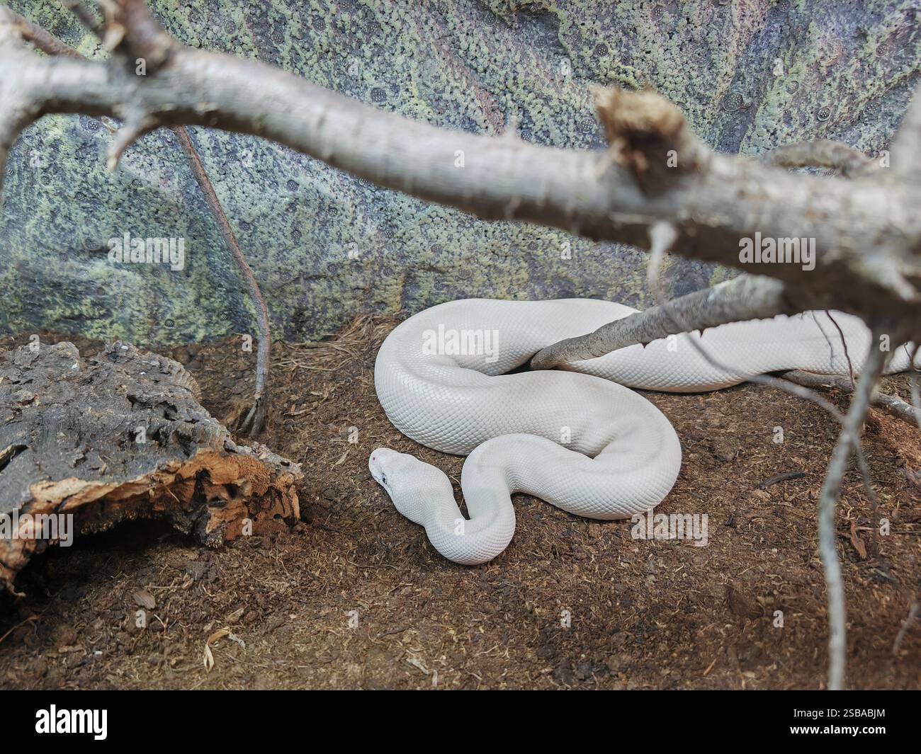 Il pitone palla (Python regius), chiamato anche il pitone reale bianco serpente costrittore non velenoso Foto Stock