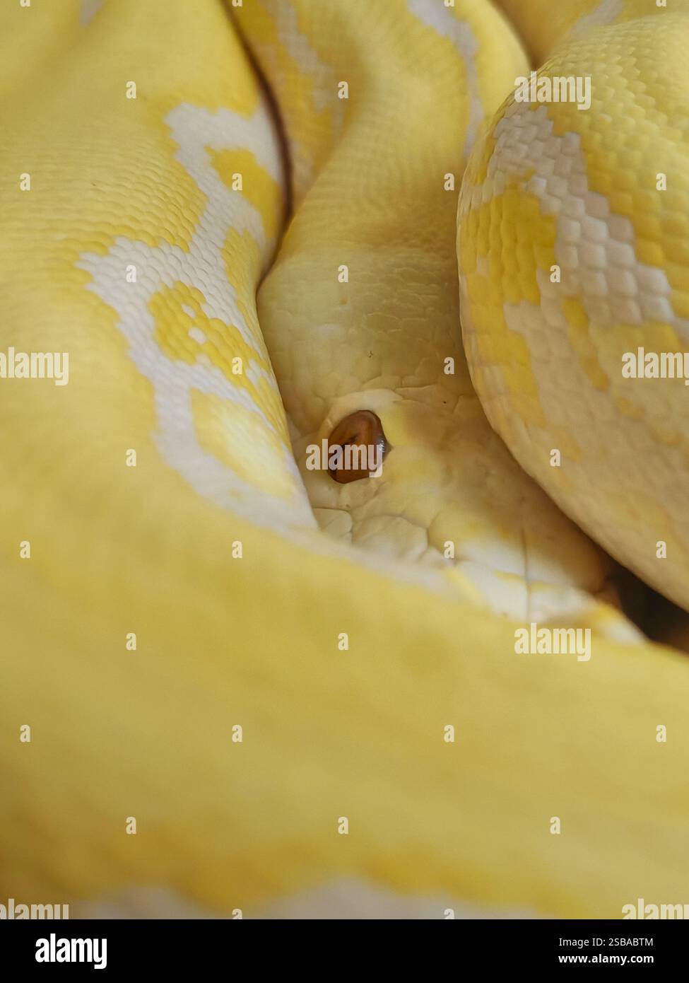 Il pitone reticolato (Malayopython reticulatus) serpente costrittore giallo non velenoso Foto Stock