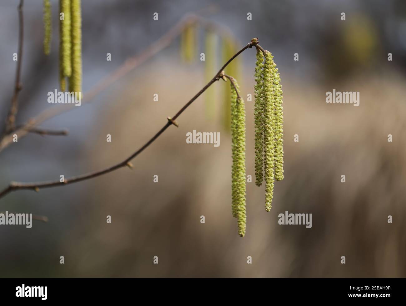 Nocciola comune (Corylus avellana) Foto Stock
