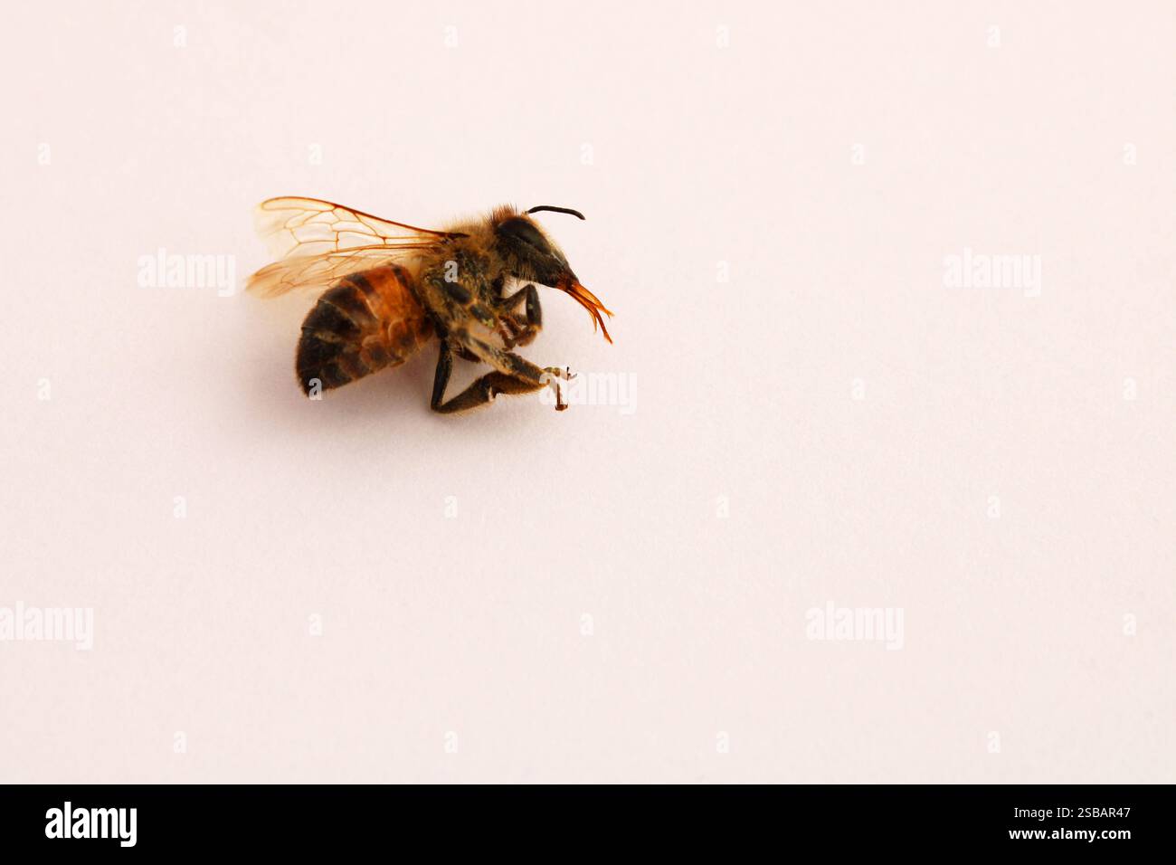 Non lasciare che le api muoiano, fanno parte della biodiversità da cui dipendiamo tutti per sopravvivere Foto Stock